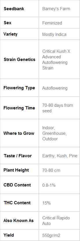 SEE004: Critical Kush Auto Feminized Seeds (Barney&#39;s Farm) 3 X Auto - Flowering Seeds - Puff.co.za