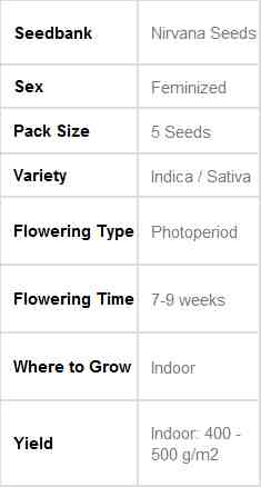 SEE014: AK48 FEMINIZED Seeds (Nirvana Seeds) 5 X Feminized Seeds - Puff.co.za