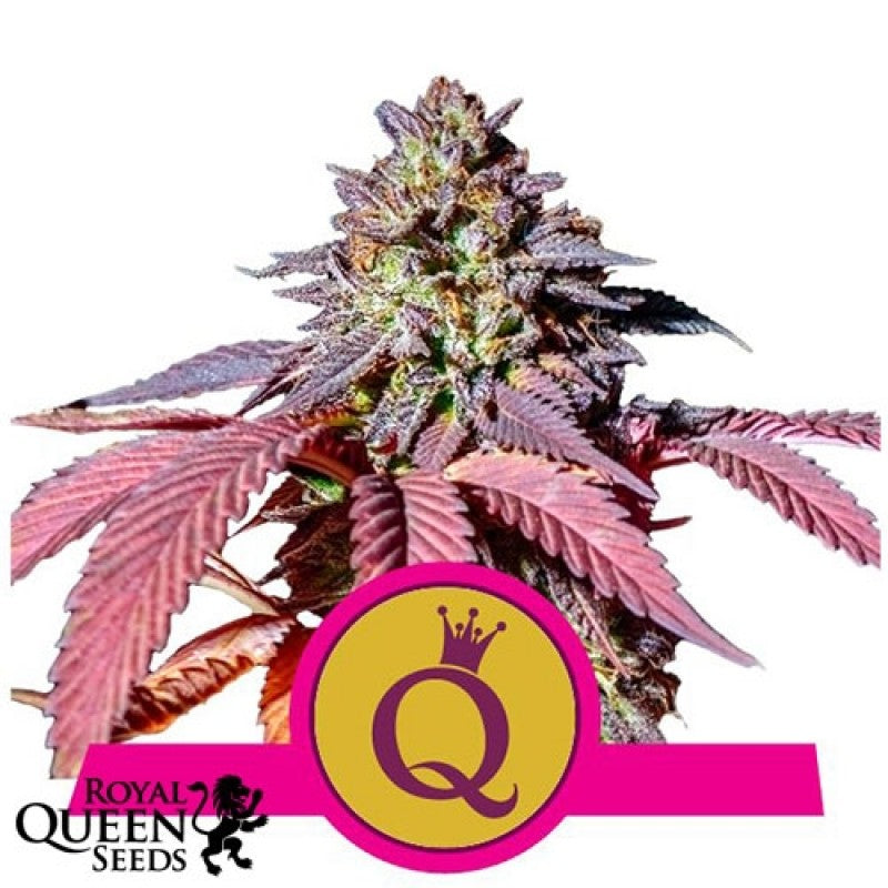 SEE033: Purple Queen Seeds