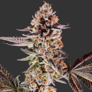 Dolce Dank - Puff.co.za