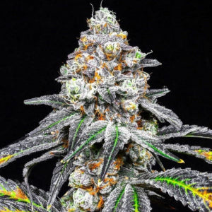 Blood Bath - Puff.co.za