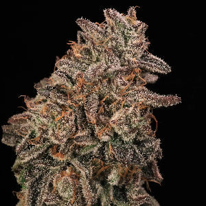 Banana Cream Sundae - Puff.co.za