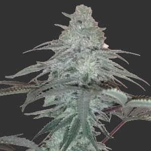 Dirty Zurple - Puff.co.za