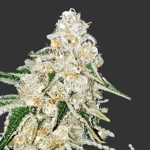 Purple Cake - Puff.co.za