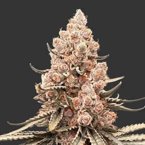 Blockberry - Puff.co.za