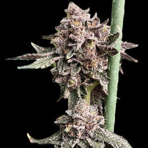 Luck No Slevin - Puff.co.za