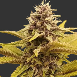 Forbidos - Puff.co.za