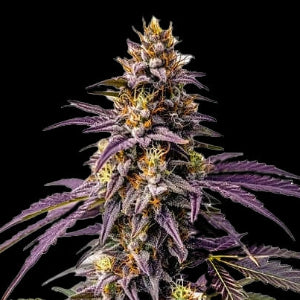 Fruity Pebbles - Puff.co.za