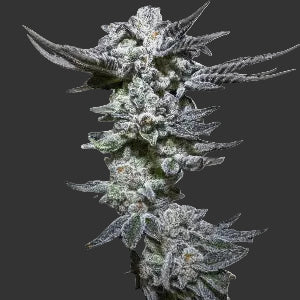 Juicy J - Puff.co.za