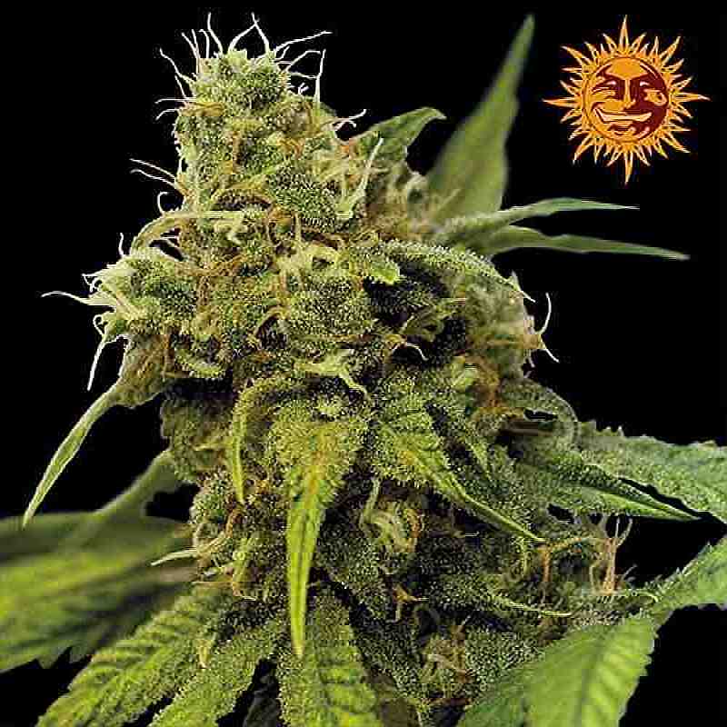 SEE001: Utopia Haze Feminized Seeds (Barney's Farm) 3 X Feminized seeds - Puff.co.za