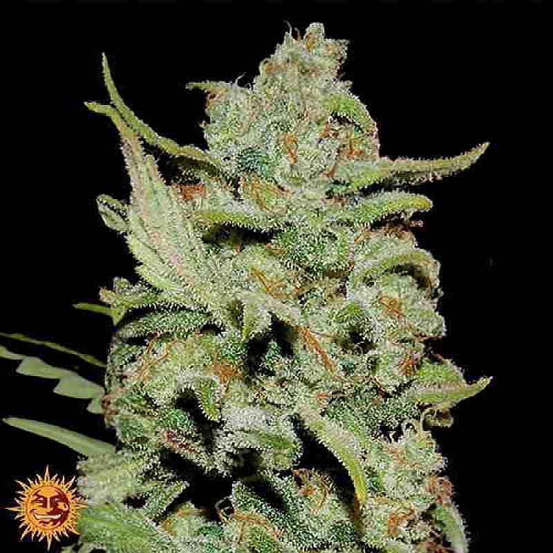 SEE002: Peyote Critical Limited Edition Feminized Seeds (Barney's Farm) 3 X Feminized Seeds - Puff.co.za