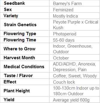 SEE002: Peyote Critical Limited Edition Feminized Seeds (Barney&#39;s Farm) 3 X Feminized Seeds - Puff.co.za