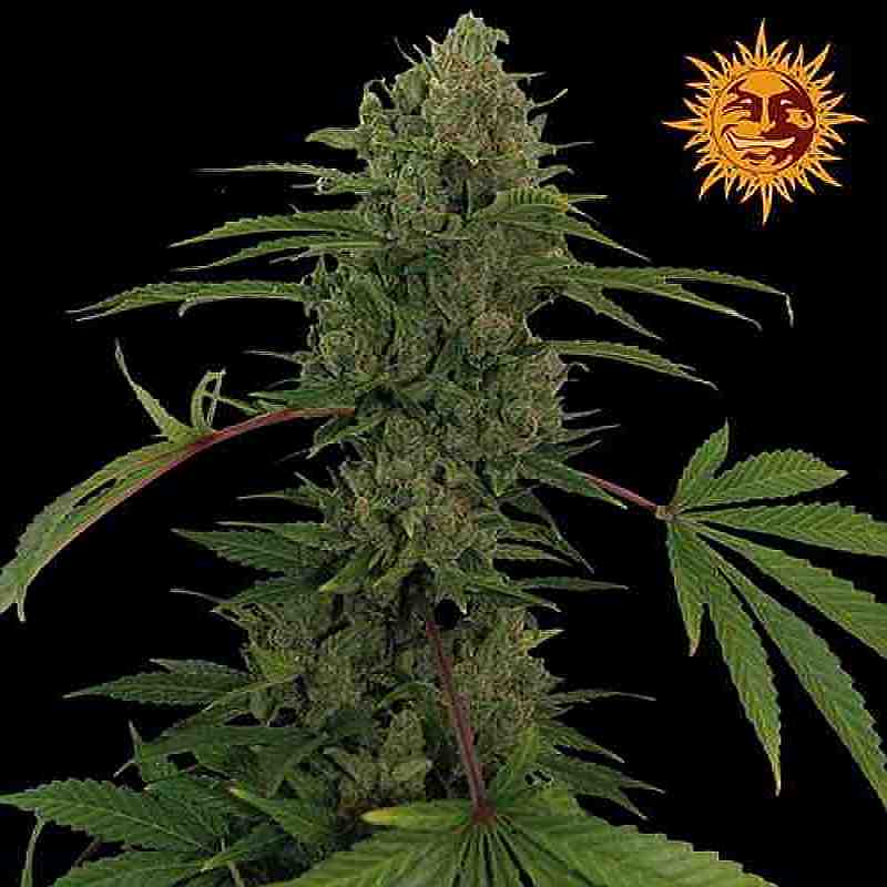 SEE004: Critical Kush Auto Feminized Seeds (Barney's Farm) 3 X Auto - Flowering Seeds - Puff.co.za