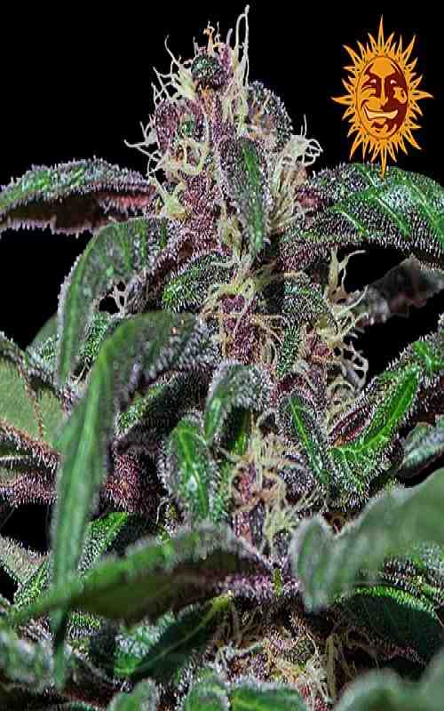 SEE005: Ayahuasca Purple Feminized Seeds (Barney's Farm) 5 X Feminized Seeds - Puff.co.za