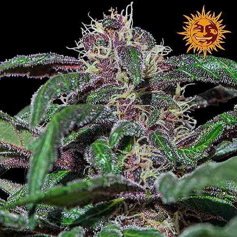 SEE005: Ayahuasca Purple Feminized Seeds (Barney's Farm) 5 X Feminized Seeds - Puff.co.za