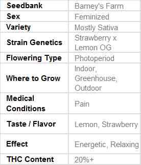 SEE007: Strawberry Lemonade Feminized Seeds (Barney&#39;s Farm) - Puff.co.za