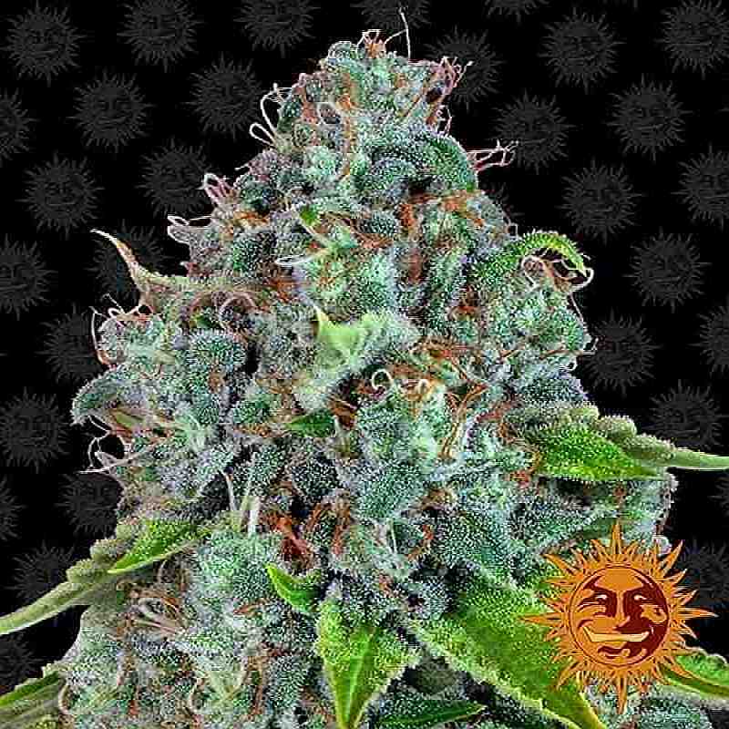 SEE007: Strawberry Lemonade Feminized Seeds (Barney's Farm) - Puff.co.za