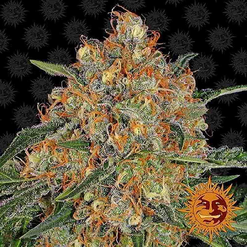 SEE008: Orange Sherbert Feminized Seeds (Barney's Farm) 3 X Feminized Seeds - Puff.co.za
