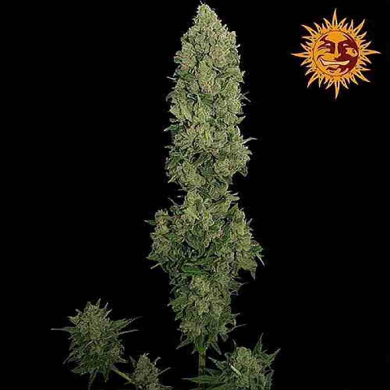SEE009: NYC Diesel Auto Feminized Seeds (Barney's Farm) 5 X Auto Flowering Seeds - Puff.co.za