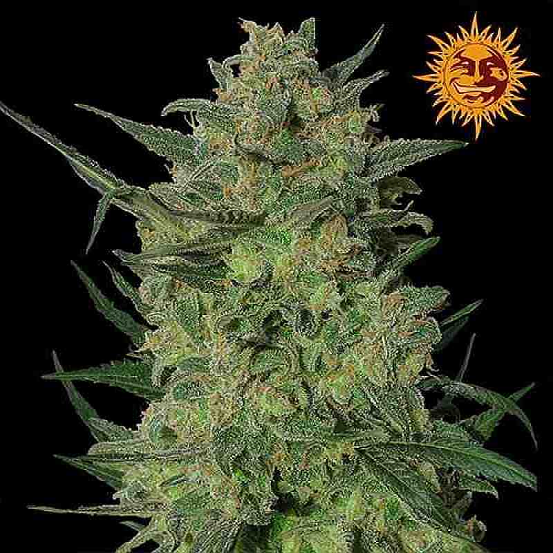 SEE010: LSD Feminized Seeds (Barney's Farm) 5 X Feminized seeds - Puff.co.za