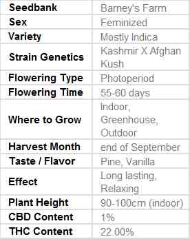 SEE011: Vanilla Kush Feminized Seeds (Barney&#39;s Farm) 5 X Feminized Seeds - Puff.co.za