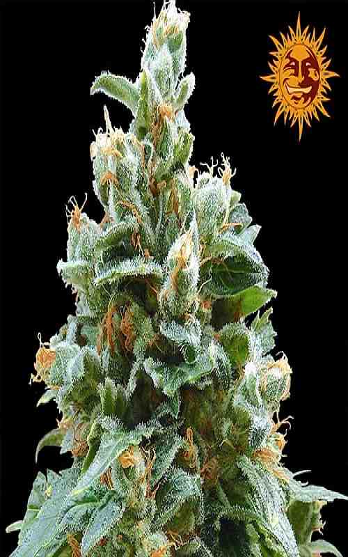 SEE011: Vanilla Kush Feminized Seeds (Barney's Farm) 5 X Feminized Seeds - Puff.co.za