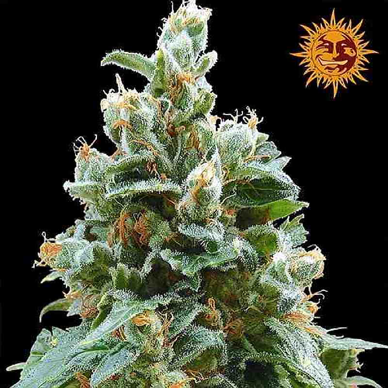 SEE011: Vanilla Kush Feminized Seeds (Barney's Farm) 5 X Feminized Seeds - Puff.co.za