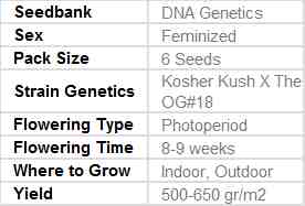 SEE012: Holy Grail Kush FEMINIZED Seeds (DNA Genetics) 6 X Feminized Seeds - Puff.co.za