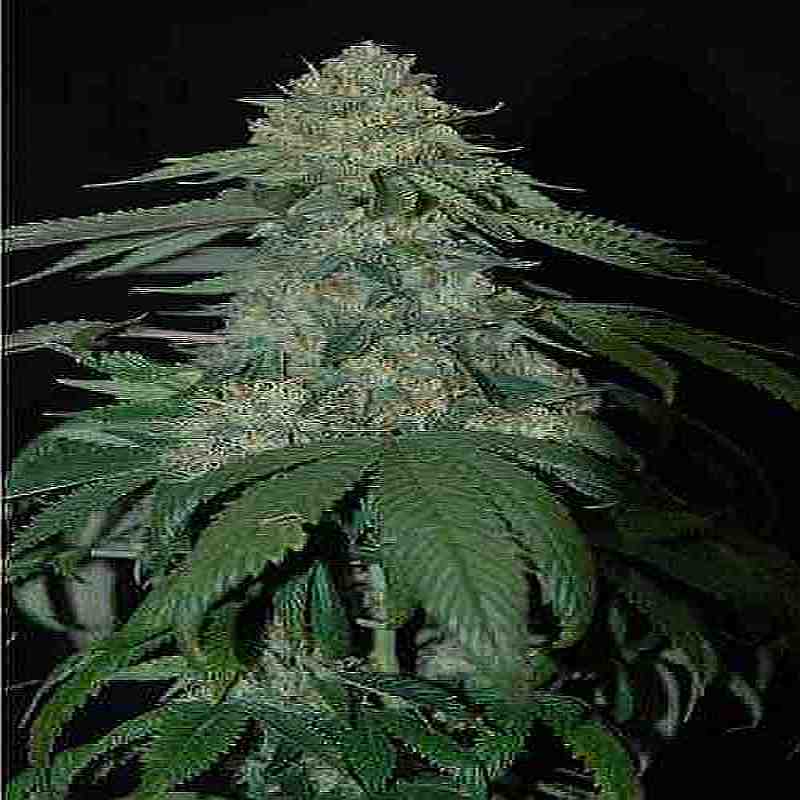 SEE012: Holy Grail Kush FEMINIZED Seeds (DNA Genetics) 6 X Feminized Seeds - Puff.co.za