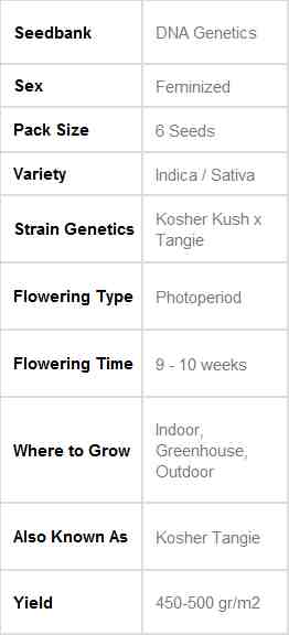 SEE013: 24K Gold (aka Kosher Tangie) FEMINIZED Seeds (DNA Genetics) 6 X Feminized seeds - Puff.co.za