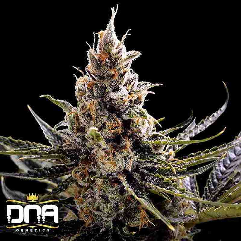 SEE013: 24K Gold (aka Kosher Tangie) FEMINIZED Seeds (DNA Genetics) 6 X Feminized seeds - Puff.co.za