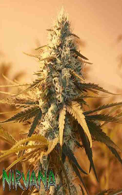 SEE014: AK48 FEMINIZED Seeds (Nirvana Seeds) 5 X Feminized Seeds - Puff.co.za