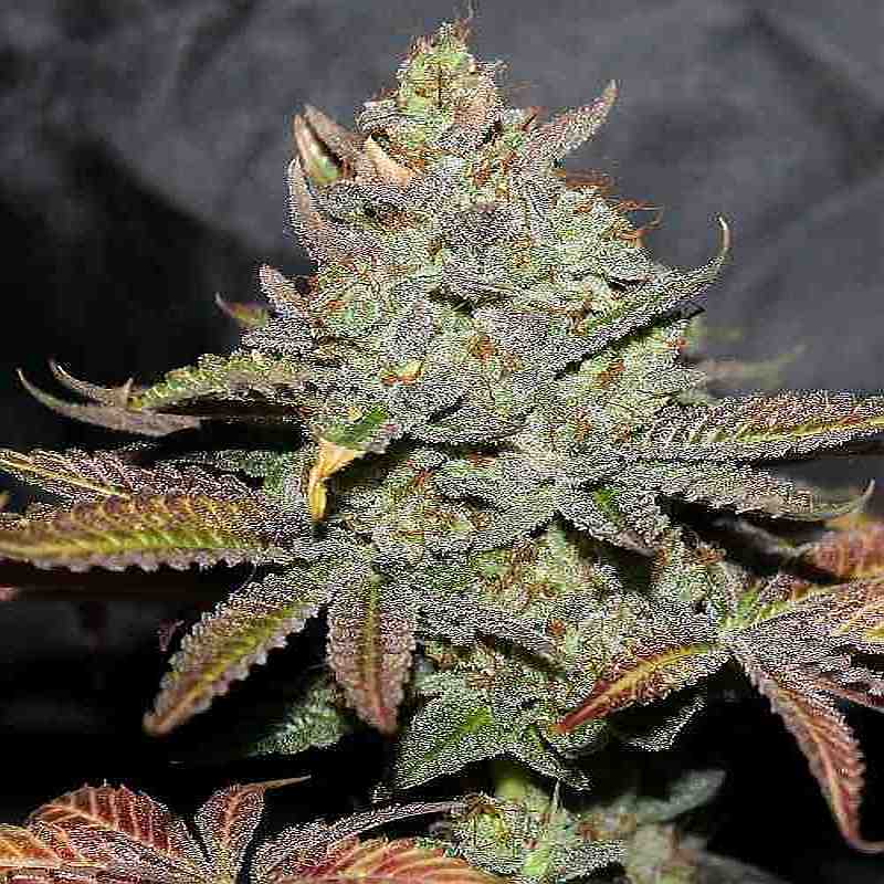 SEE015: Girl Scout Cookies FEMINIZED Seeds (Cali Connection) 6 X Feminized seeds - Puff.co.za