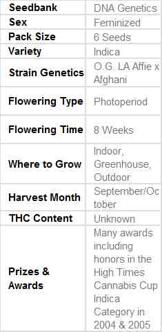 SEE016: L.A. Confidential FEMINIZED Seeds (DNA Genetics) 6 X Feminized seeds - Puff.co.za