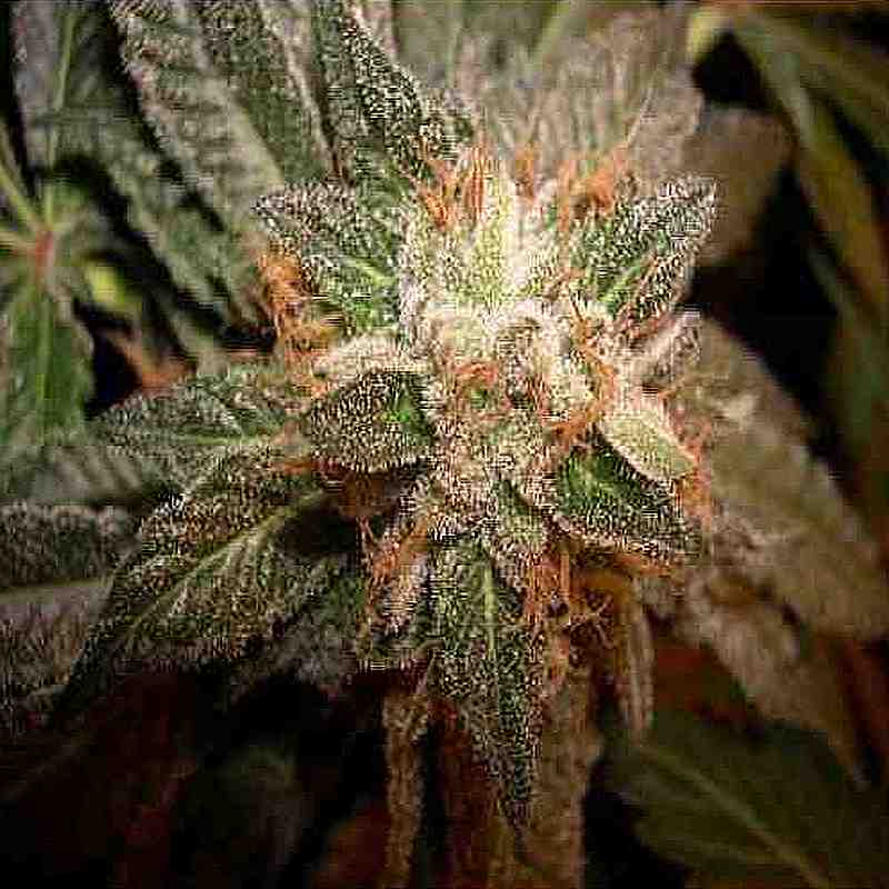 SEE016: L.A. Confidential FEMINIZED Seeds (DNA Genetics) 6 X Feminized seeds - Puff.co.za