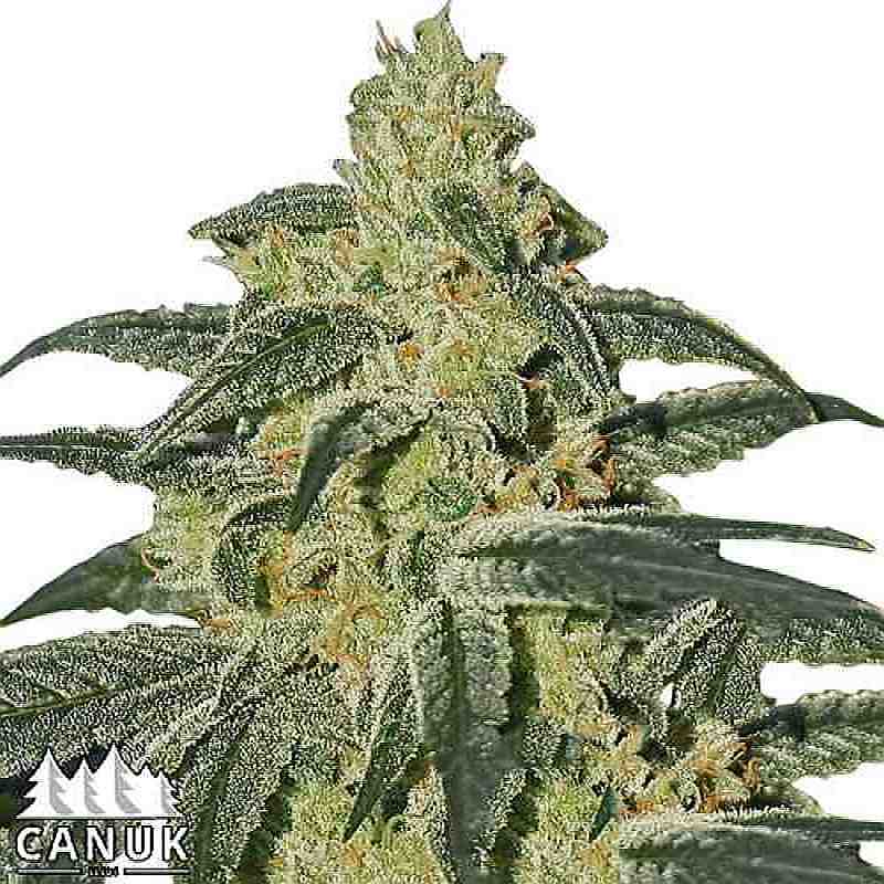 SEE017: Afghan Hash Plant Regular Seeds (Canuk Seeds) - ELITE STRAIN 10 X Regular seeds - Puff.co.za