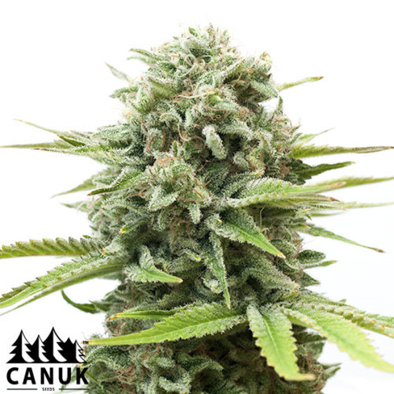 SEE037: Cheese AUTO FEMINIZED  5 Seeds