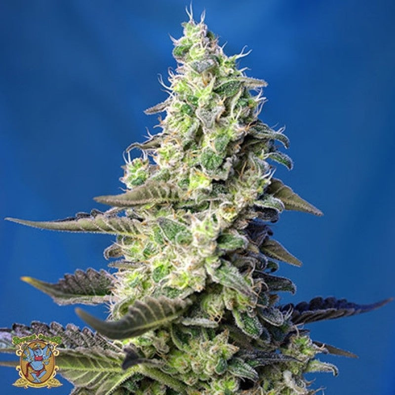 SEE043:Green Poison XL 5 Seeds