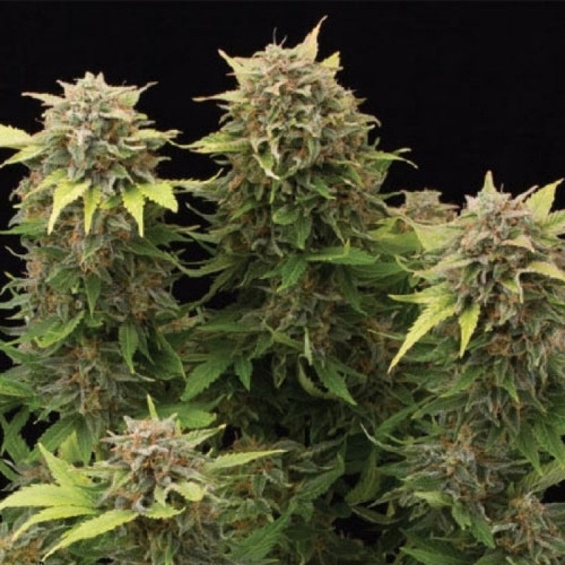 SEE046: Moby Dick Auto Feminized 5 seeds