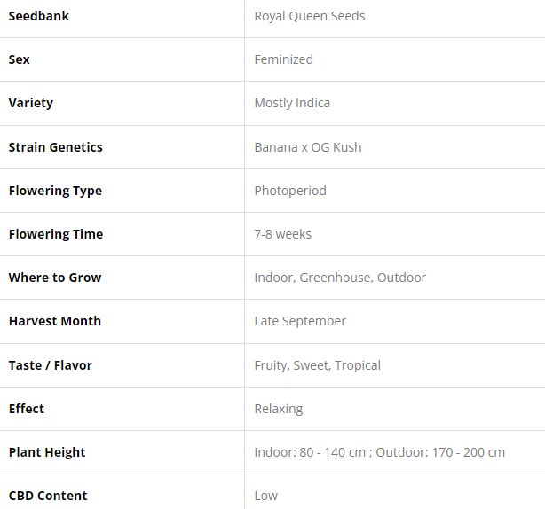 SEE061: FAT Banana FEM 1 Seed | Shop Online | puff.co.za