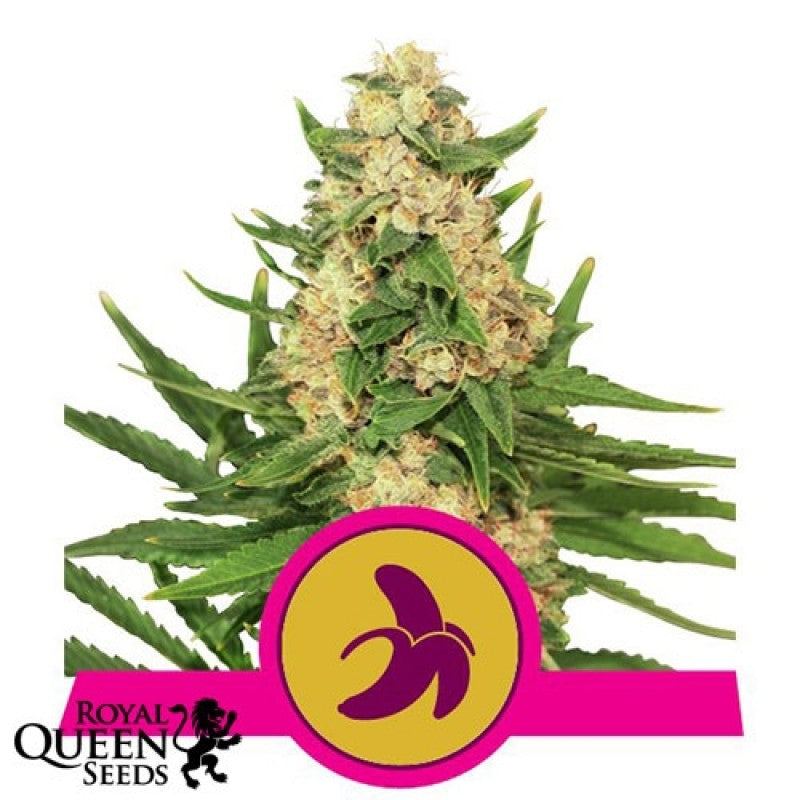 SEE061: FAT Banana FEM 1 Seed | Shop Online | puff.co.za