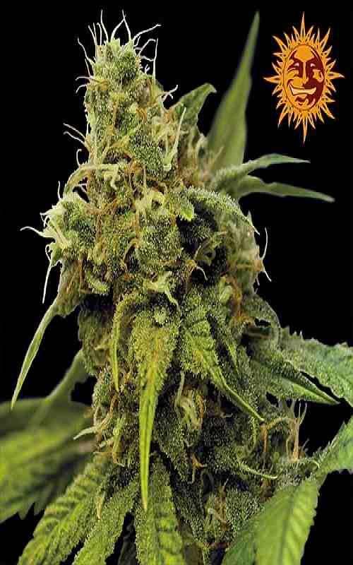 SEE001: Utopia Haze Feminized Seeds (Barney's Farm) 3 X Feminized seeds - Puff.co.za